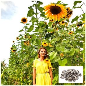 (S) Sunflower Tall Giant seeds 2g (30 seeds) (412464)