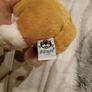 Betty the Corgi Jellycat Image 7
