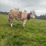 Show roan BB heifer Image 6