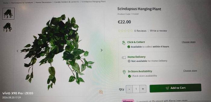 hanging plant