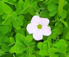 Pale Pink Oxalis
