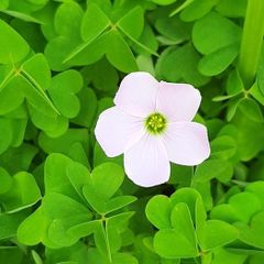 Pale Pink Oxalis