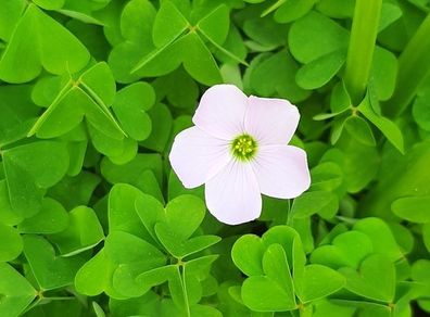 Pale Pink Oxalis