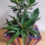 Sansevieria trifasciata 'Hahnii', crassula succulent plant arrangement in the ceramic pot Image 2