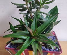 Sansevieria trifasciata 'Hahnii', crassula succulent plant arrangement in the ceramic pot