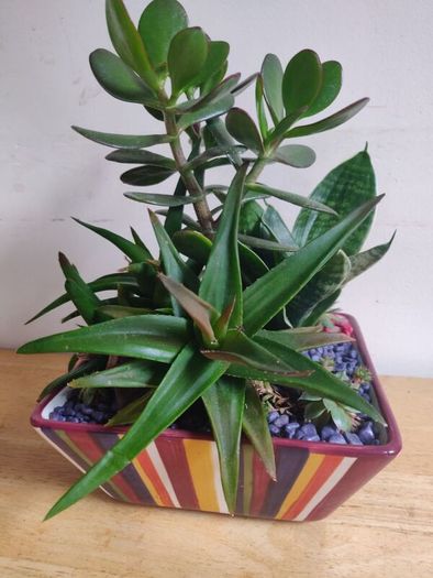 Sansevieria trifasciata 'Hahnii', crassula succulent plant arrangement in the ceramic pot