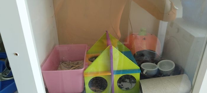 Hamster Enclosure with Accessories