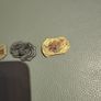 Set of 5 resin fossils Image 4