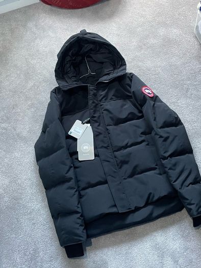 canada goose