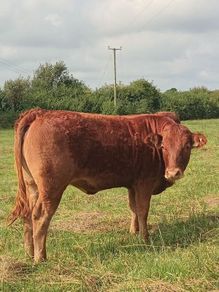 Organic weanlings