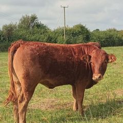 Organic weanlings