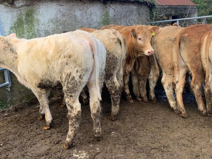 16 store heifers 390kg