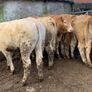 16 store heifers 390kg Image 7