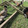 Millefluer booted bantam eggs 2.50 each Image 2