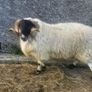 Horned ram Image 3