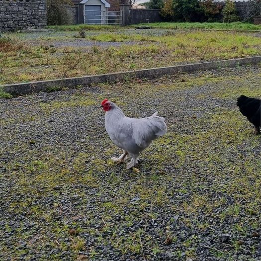 Lavender and black pekin bantam rooters