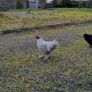 Lavender and black pekin bantam rooters Image 2