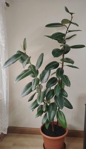 Houseplant Ficus Robusta (large)