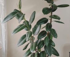 Houseplant Ficus Robusta (large)