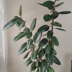 Houseplant Ficus Robusta (large)