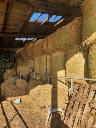 Organic hay for sale
