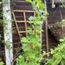 Gooseberry fruit plant Image 6