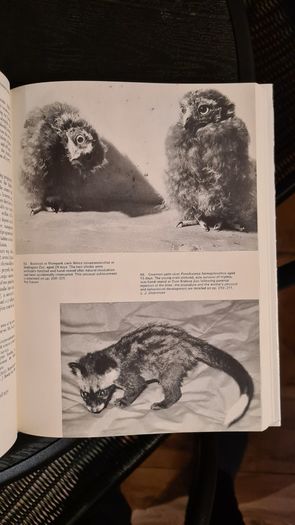 International Zoo Yearbook Volume 18. Edited By P. J. S. Olney. Published By The Zoological Society Of London. First Edition. Hardback With Dustjacket In Very Good Condition.