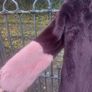 Burgundy faux fur coat (free post) Image 2