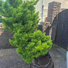 Free tree in pot