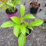 30 fantastic flowering plants/shrubs Image 2