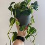 Rare houseplant Philodendron Cream Splash Image 4
