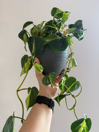 Rare houseplant Philodendron Cream Splash