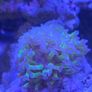 coral Image 6