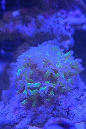 coral