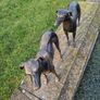 Pair of greyhounds Image 4