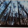 Mounted Original Photography - Wicklow Trees Image 3