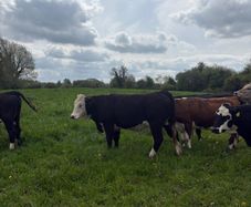 Cattle