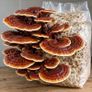 Mushroom Growing Kits and Live Mycelium Cultures Image 4