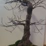 Bonsai For Sale ( 2 ) , Small Leaf Elm Image 7