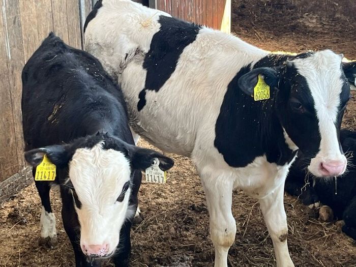 Calfs off milk
