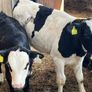 Calfs off milk Image 4