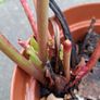Bergenia Image 2