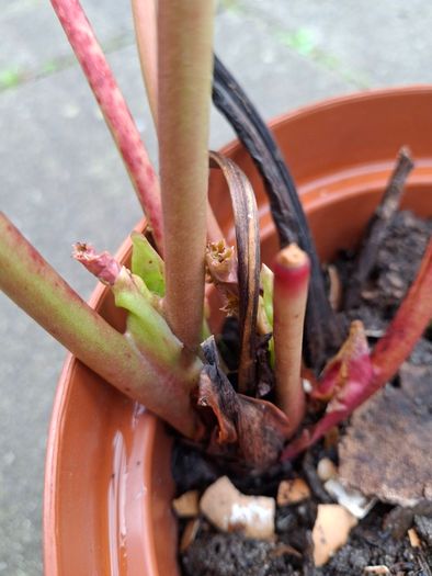 Bergenia
