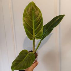 No.3 Philodendron Subhastatum Variegated