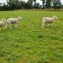 Lleyn Rams Image 3