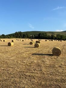2026/2025 Round Bales of Hay