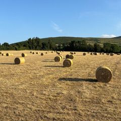 2026/2025 Round Bales of Hay