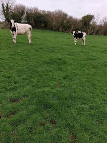 Benalbit herd Fresian yearling heifers