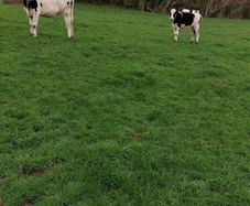 Benalbit herd Fresian yearling heifers