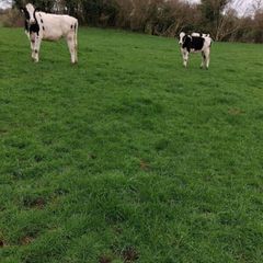 Benalbit herd Fresian yearling heifers
